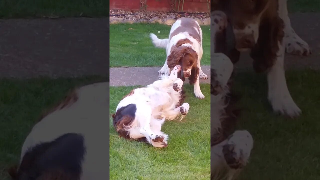 Springer Spaniel Tug of War ➰