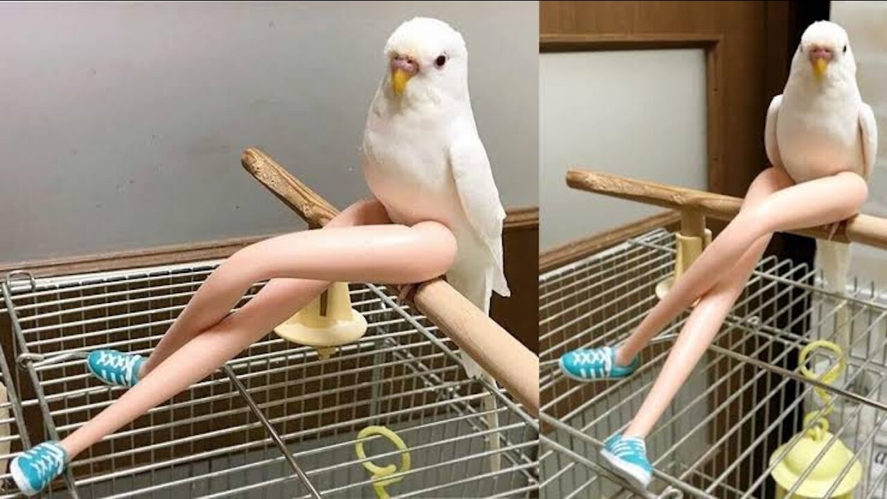 Adorable bird talking just like a human | Talking Parrot 🐦