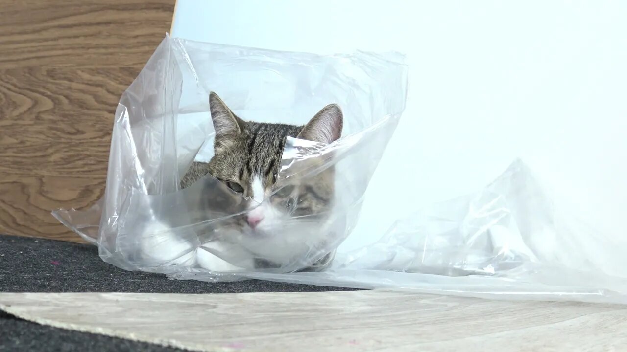 Funny Cat Hides in Transparent Plastic Bag