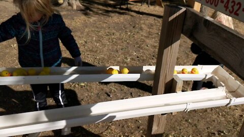 Duck Races at the Pumpkin Patch/Corn Maze