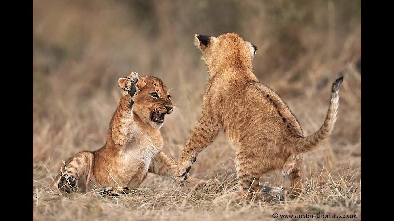 cute playing fight between lion and tiger cub.