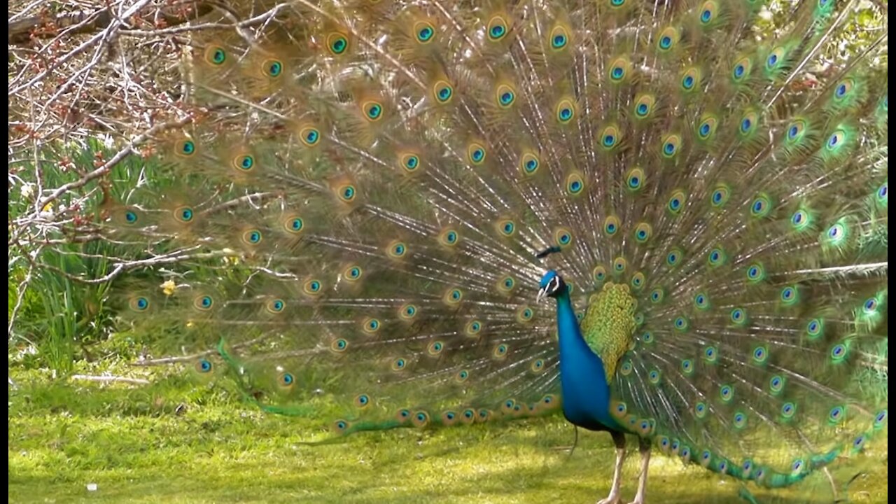 Peacock dance and peacock sound in wild life