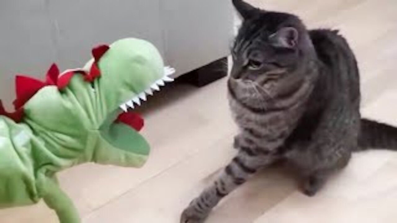 WATCH Best Funny Cats and Dogs Compilation 2021 (Very Funny)