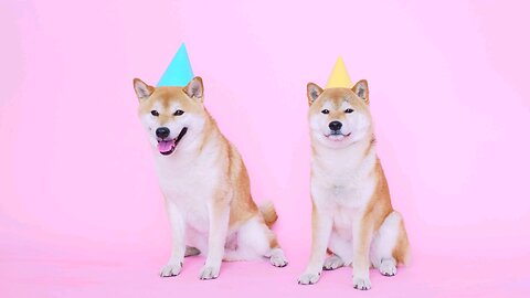 Just A little pawsitivity