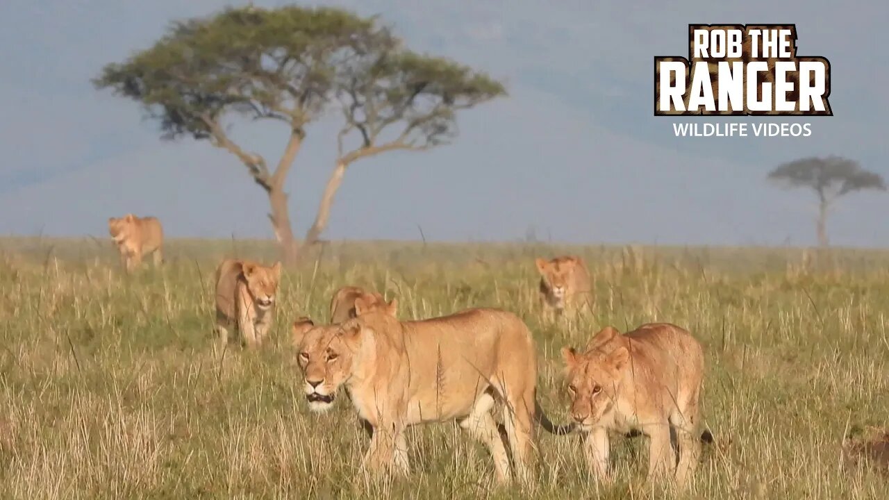 Lion Mega-Pride Leave the Dining Table? | Maasai Mara Safari | Zebra Plains