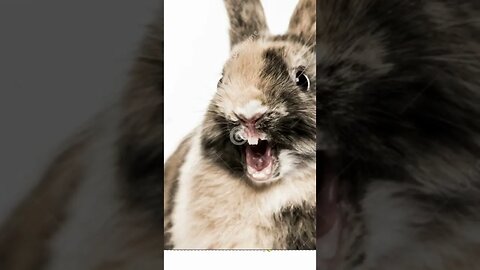 O que tem nessa toca?