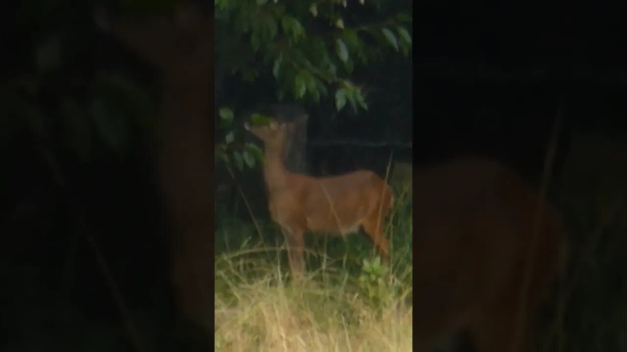 Rain Deer 🦌 #nature #waterbody #deer 🦌🌧☂️ #yorkshire