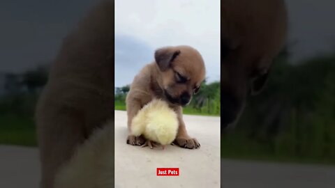 Cutest Puppy make a friend #cute #tiktok #funnyanimals #viral 2022