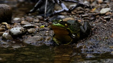 Big Bullfrog