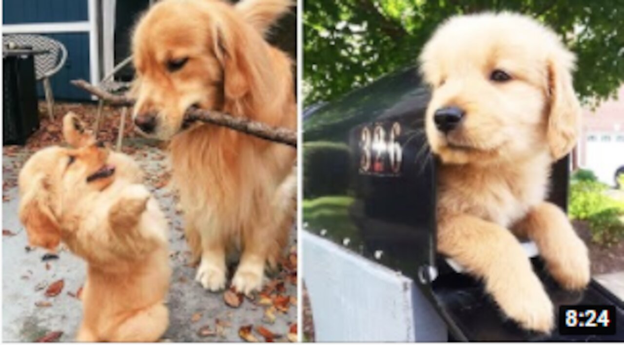 Why Everyone Should Own A Dog Golden Retriever!
