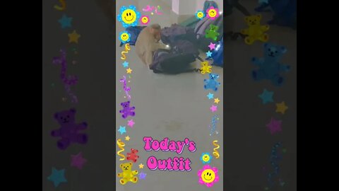 Monkey activity,#shorts#,#monkey#,#animallovers#