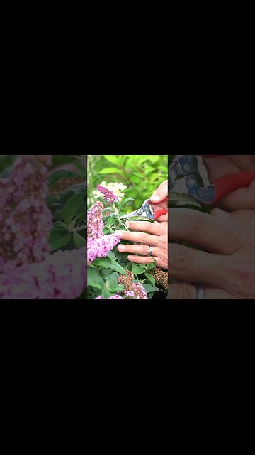 😀How to Easily Deadhead Buddleia ✂️ #shorts