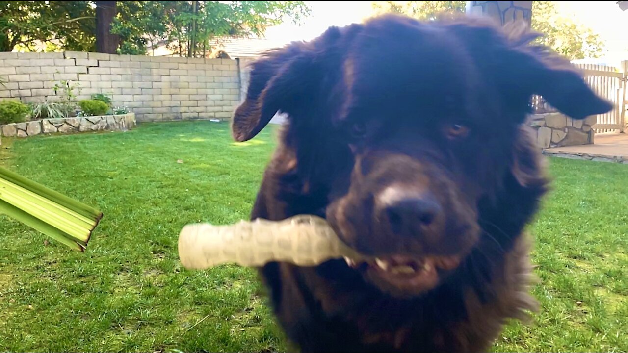 Watch out! Huge Newfie plays fetch in epic fashion