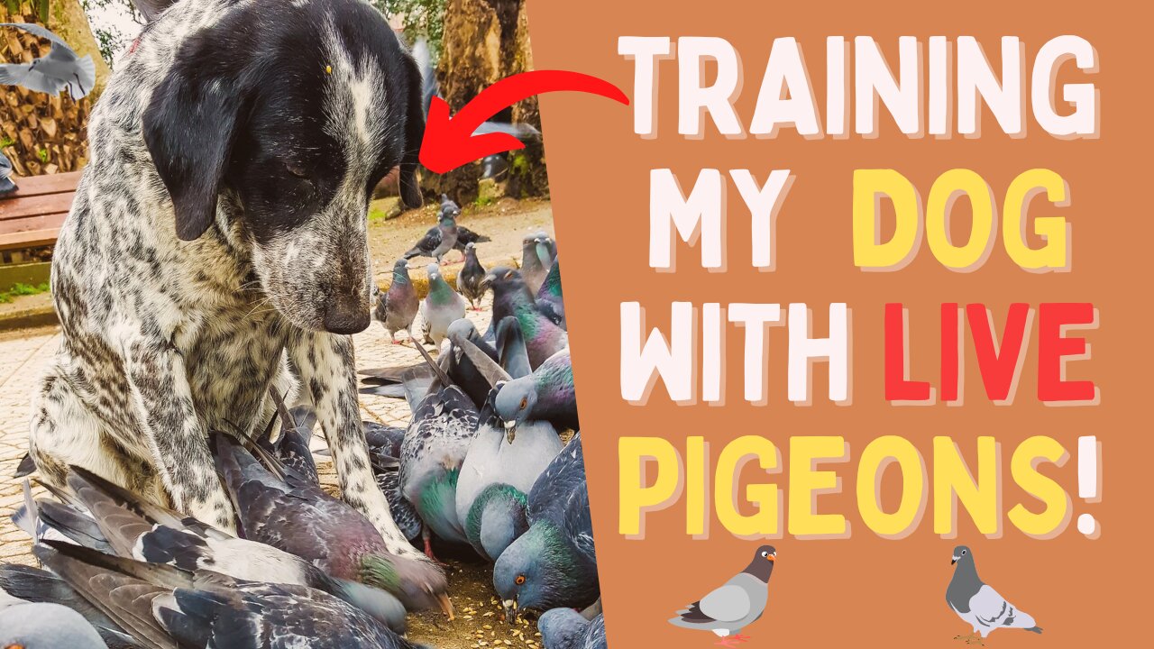 🐶 How I Train My Dog with LIVE PIGEONS! - (Dog HUNTING Training Tutorial) ✅