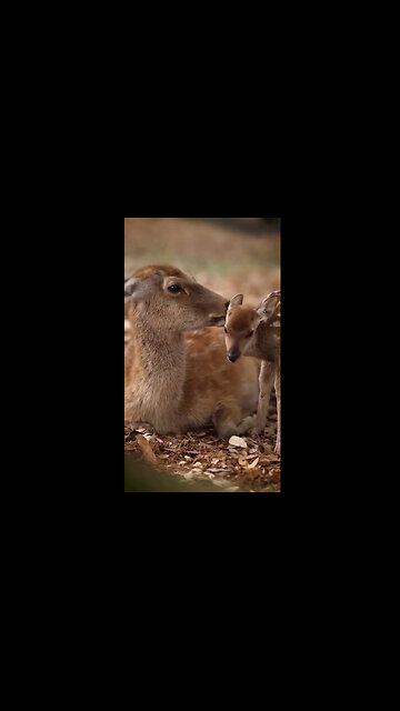 No matter the species, All Mothers and babies are BEAUTIFUL