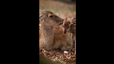 No matter the species, All Mothers and babies are BEAUTIFUL