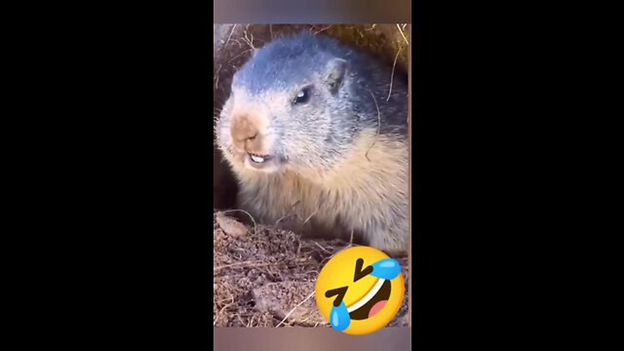 Funny videos