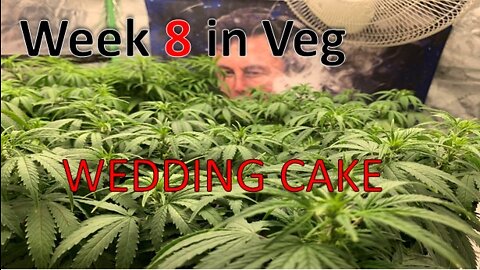 Week 8 Veg of Wedding Cake