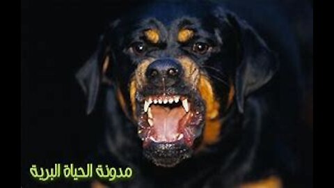 Big Rottweiler 2021 angry and attack the girl sad