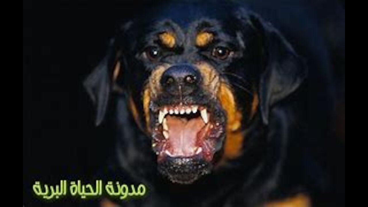 Big Rottweiler 2021 angry and attack the girl sad