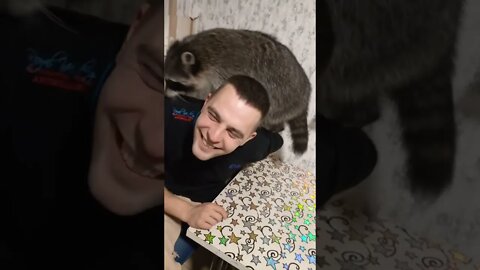 #shorts Смешные Еноты Из Тик Ток 15 Funny Tik Tok Raccoons