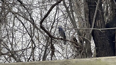 Blue Jays are back