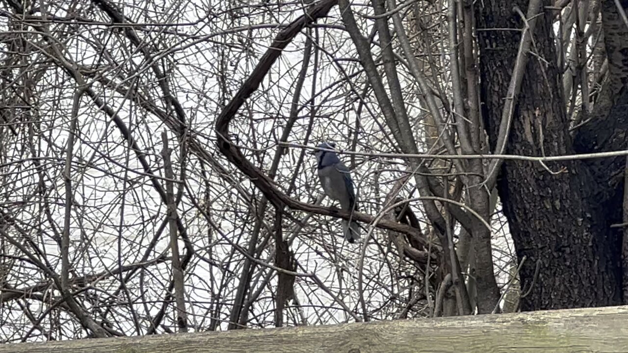 Blue Jays are back