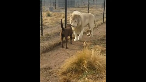 Lion asking dog for forgiveness #shorts