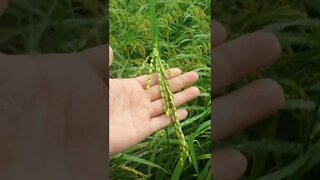 Nepal Farming Paddy Field