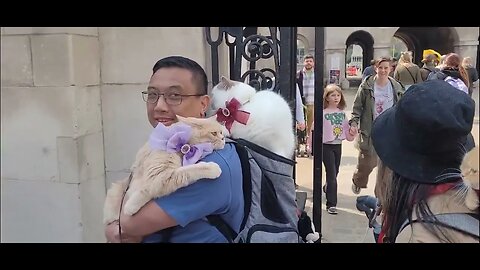 Sponge cake cats come to horse Guards parade #spongecake_cats