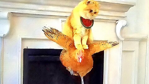 "Cat-tastic Comedy: Hilarious Feline Antics!"