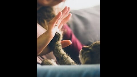 Cat Training: Train your Cat with Love❤