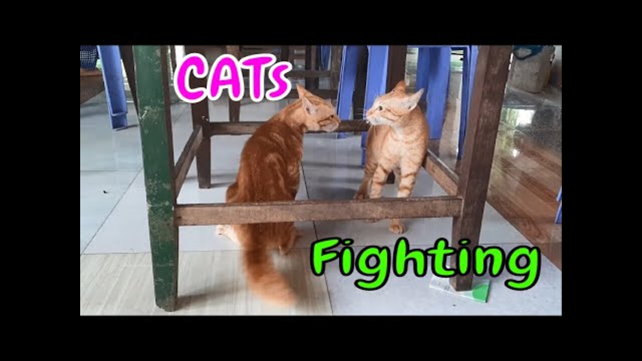 Cute cats boxing in a wooden ring