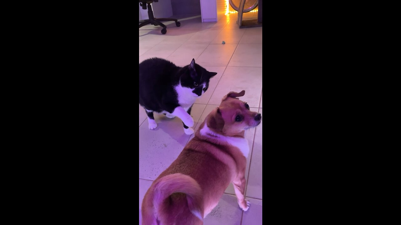 Savage cat attacks dog in wild brawl