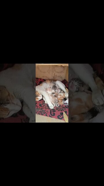 Новорожденные котята, брошенные своим хозяином