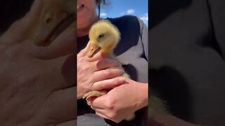 First cuddle with a gosling 14 October 2022