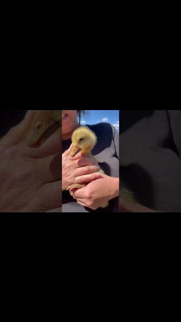 First cuddle with a gosling 14 October 2022