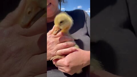 First cuddle with a gosling 14 October 2022