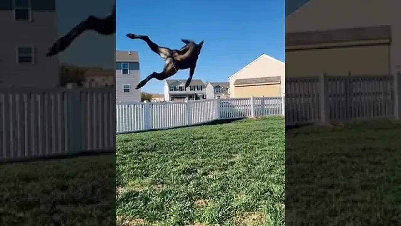 High Jumping Crazy Dog #shorts #dog