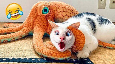 How The Cat Saved His Owner From The Octopus 🐙😱