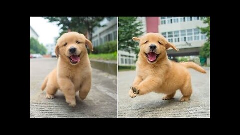 Funniest & Cutest Golden Retriever Puppies - 30 Minutes of Funny Puppy Videos 2022 #3