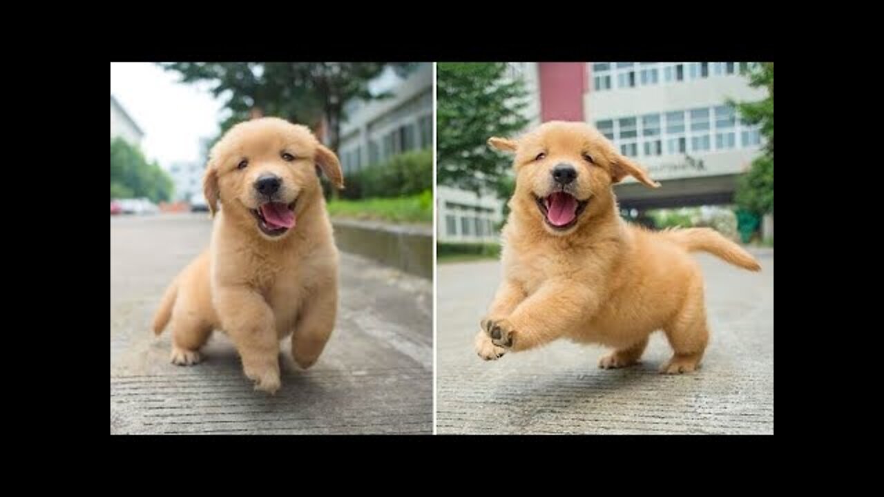 Funniest & Cutest Golden Retriever Puppies - 30 Minutes of Funny Puppy Videos 2022 #3