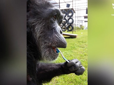 Rescued chimp loves to brush her teeth