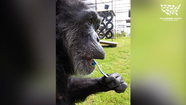 Rescued chimp loves to brush her teeth