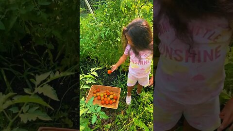 🍅 Picking #tomatoes #foryou #homestead #gardening #garden #harvest #farm #shorts #fyp