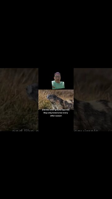 The Olympic marmot is only found in Washington