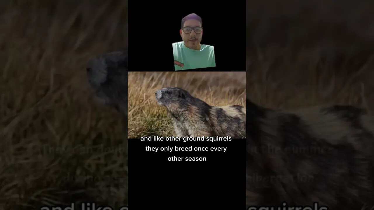 The Olympic marmot is only found in Washington