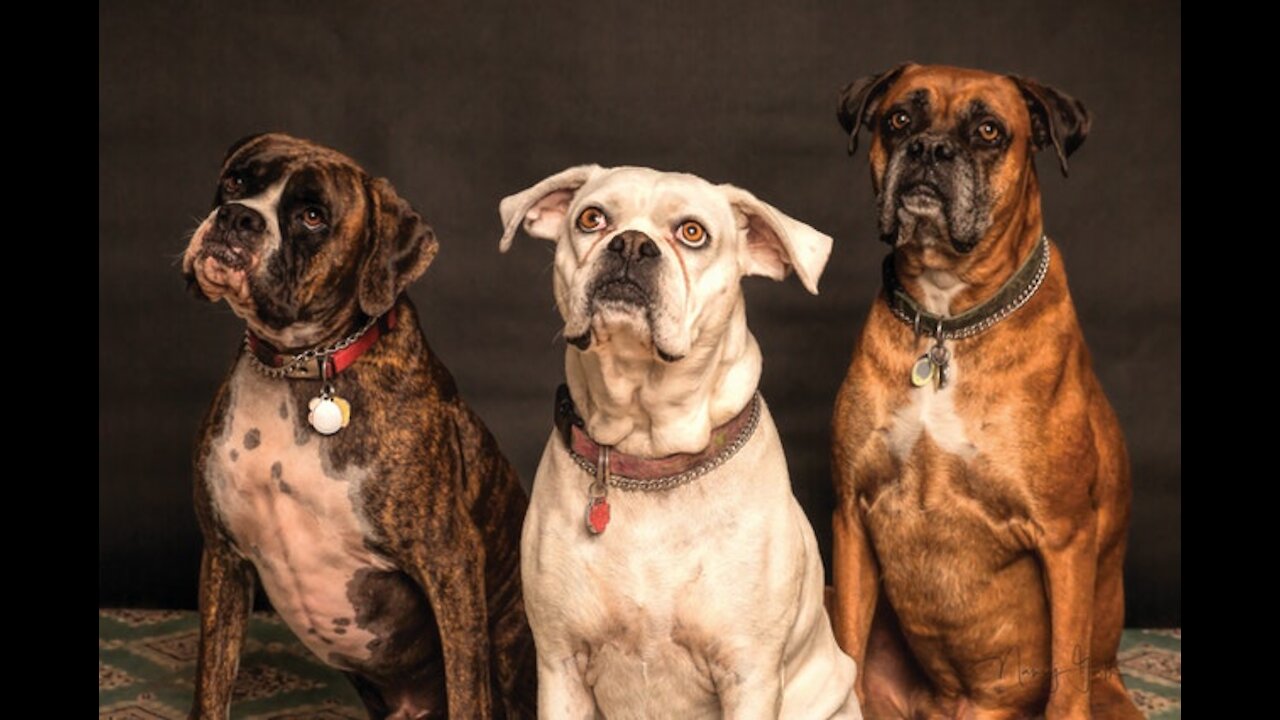 AMAZING VIDEO OF 3 WELL TRAINED DOGS KILL A PYTHON SNAKE