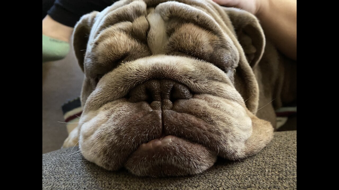 English Bulldog Foot Massage