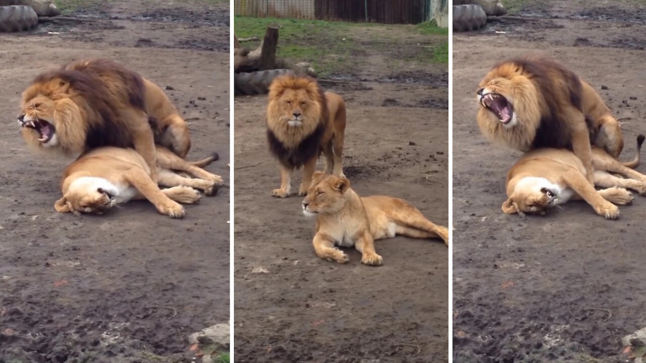 The lion roars with reproduction | Adorable video